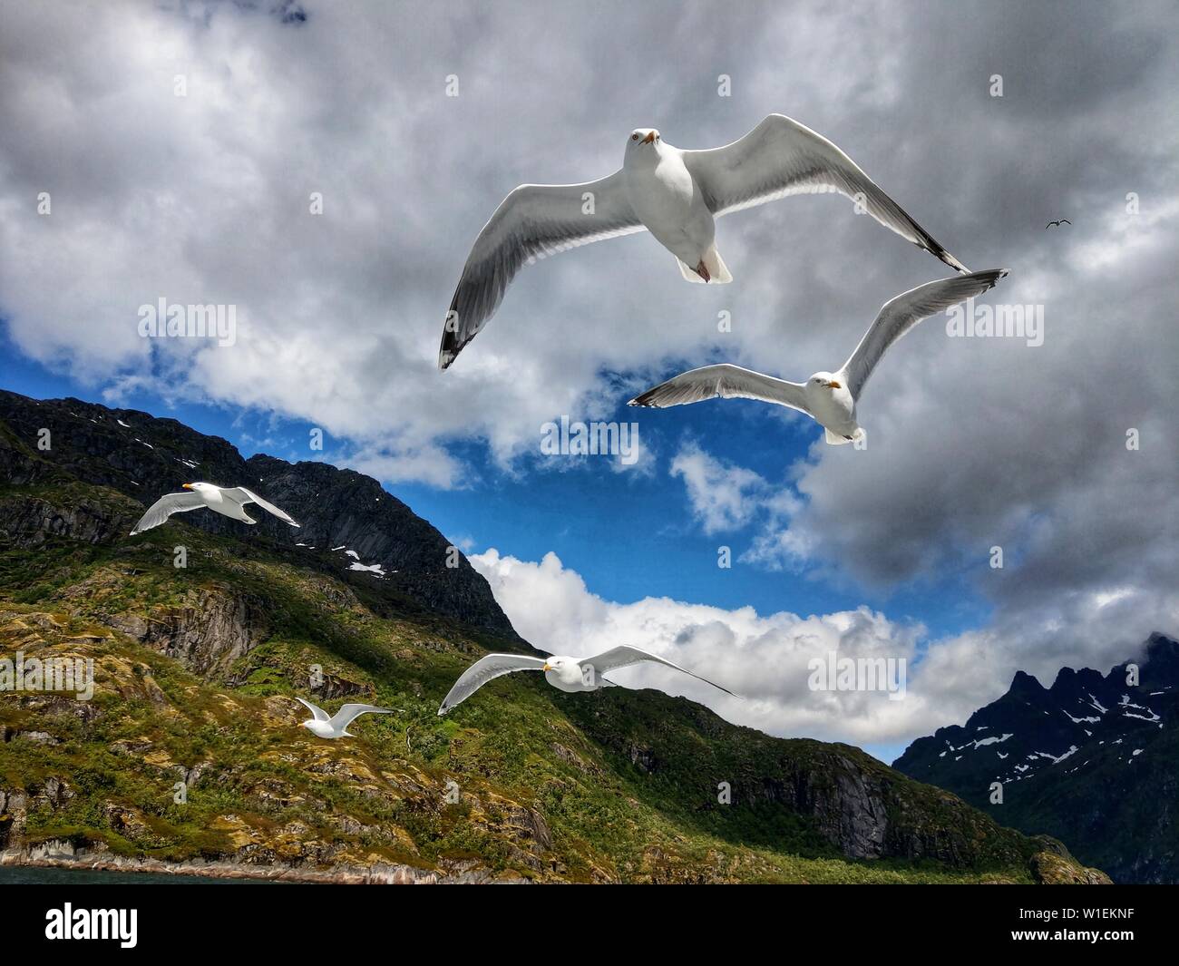 La Norvegia. 2 Luglio, 2019. Gabbiani volare a distanza ravvicinata e per un tour in barca nelle acque tra SvolvÃÂ¦r (Svolvaer) e Trollfjord delle isole Lofoten in Norvegia. Credito: Sachelle Babbar/ZUMA filo/Alamy Live News Foto Stock