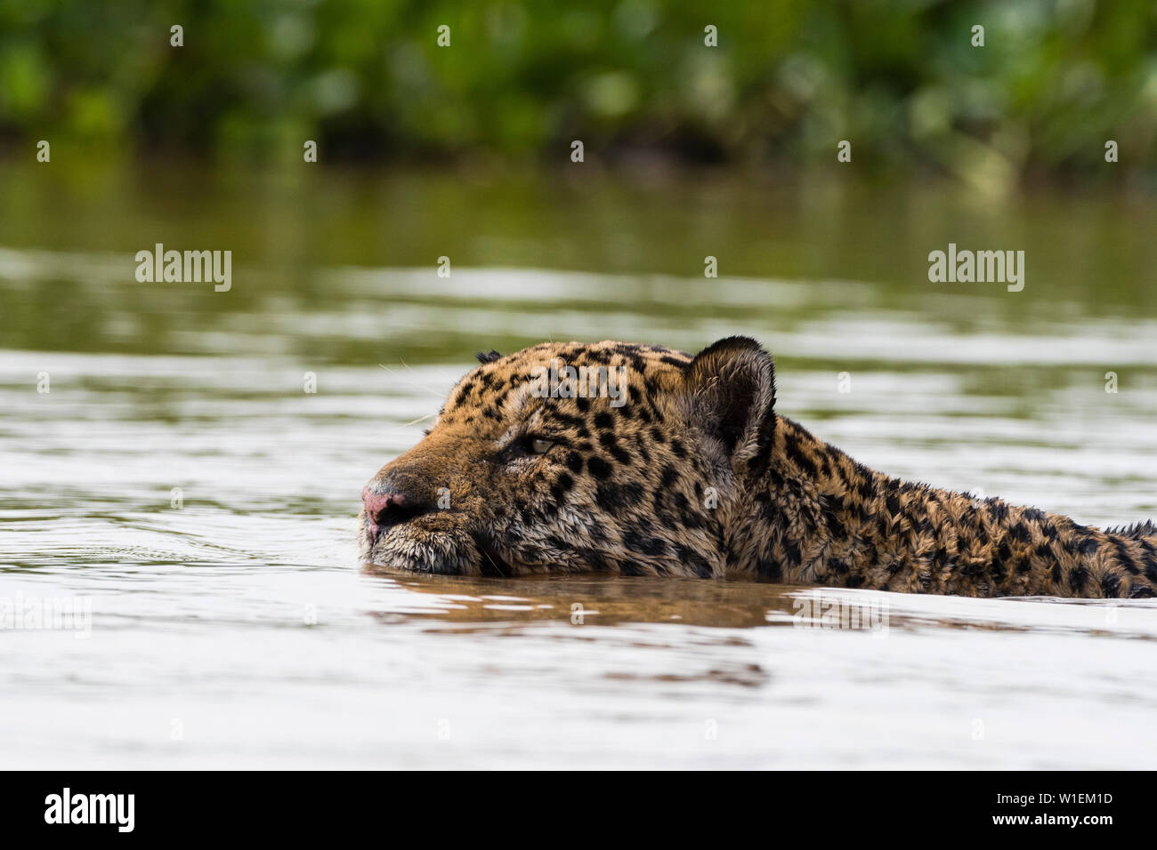 Una Jaguar (Panthera onca) nuotare nel fiume, Mato Grosso, Brasile, Sud America Foto Stock