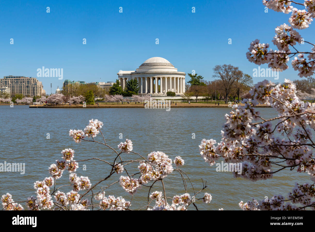 Vista del Thomas Jefferson Memorial, Tidal Basin e allegra alberi in fiore, Washington D.C., Stati Uniti d'America, America del Nord Foto Stock