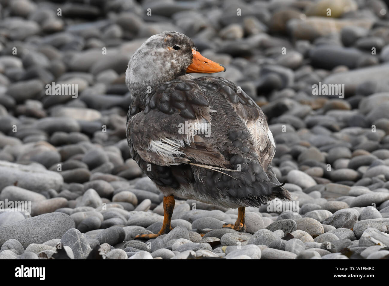 Maschio vaporizzatore Falkland anatra (Tachyeres brachypterus) permanente sulla spiaggia di ciottoli, Isole Falkland, Sud America Foto Stock