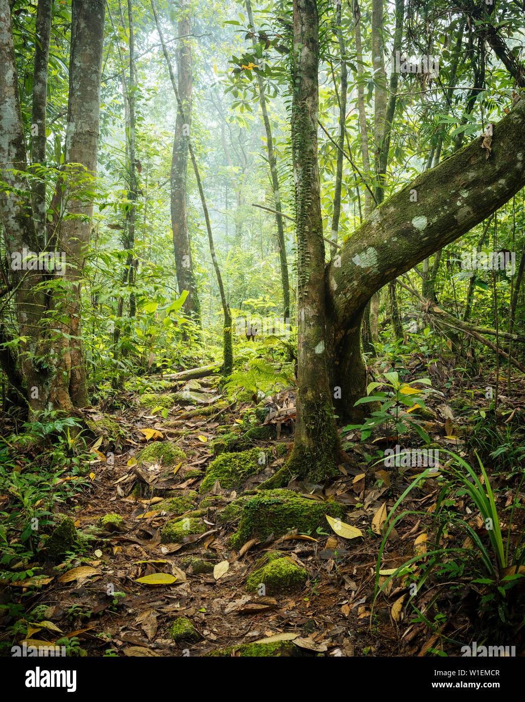 La foresta pluviale di Sinharaja Parco Nazionale, Deniyaya, sud della provincia, Sri Lanka, Asia Foto Stock