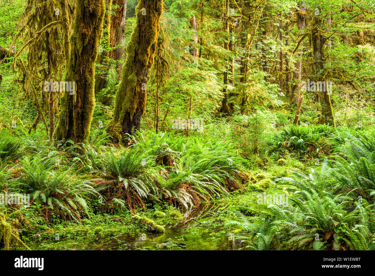 Hall di muschi nel Hoh foresta pluviale del Parco Nazionale di Olympic, Washington, Stati Uniti d'America. Foto Stock