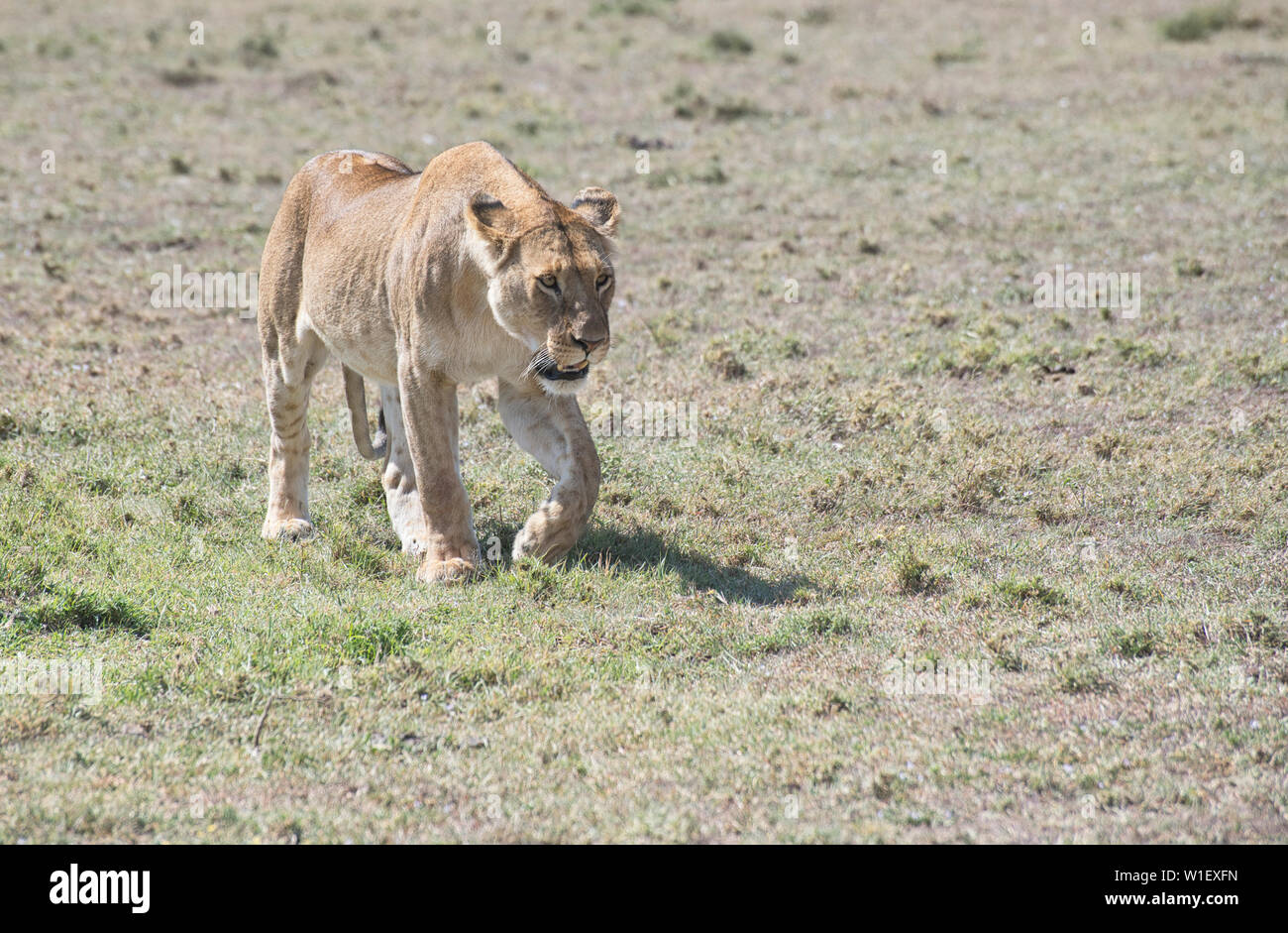 Femmina (lion Panthera leo) Foto Stock