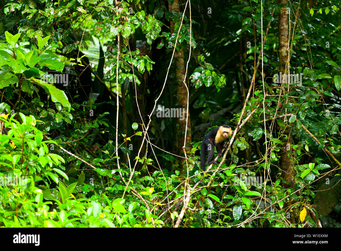 Testa bianca cappuccino - MONO CAPUCHINO CARIBLANCO (Cebus capucinus), il Parco Nazionale di Tortuguero, Costa Rica, America Centrale, America Foto Stock