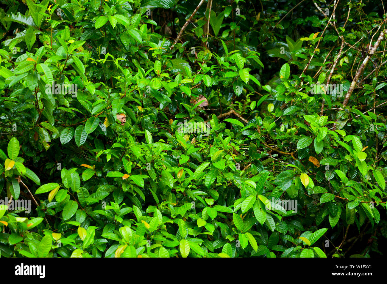 Testa bianca cappuccino - MONO CAPUCHINO CARIBLANCO (Cebus capucinus), il Parco Nazionale di Tortuguero, Costa Rica, America Centrale, America Foto Stock