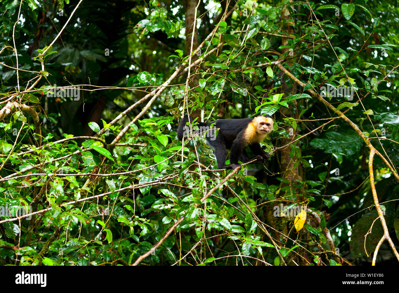 Testa bianca cappuccino - MONO CAPUCHINO CARIBLANCO (Cebus capucinus), il Parco Nazionale di Tortuguero, Costa Rica, America Centrale, America Foto Stock