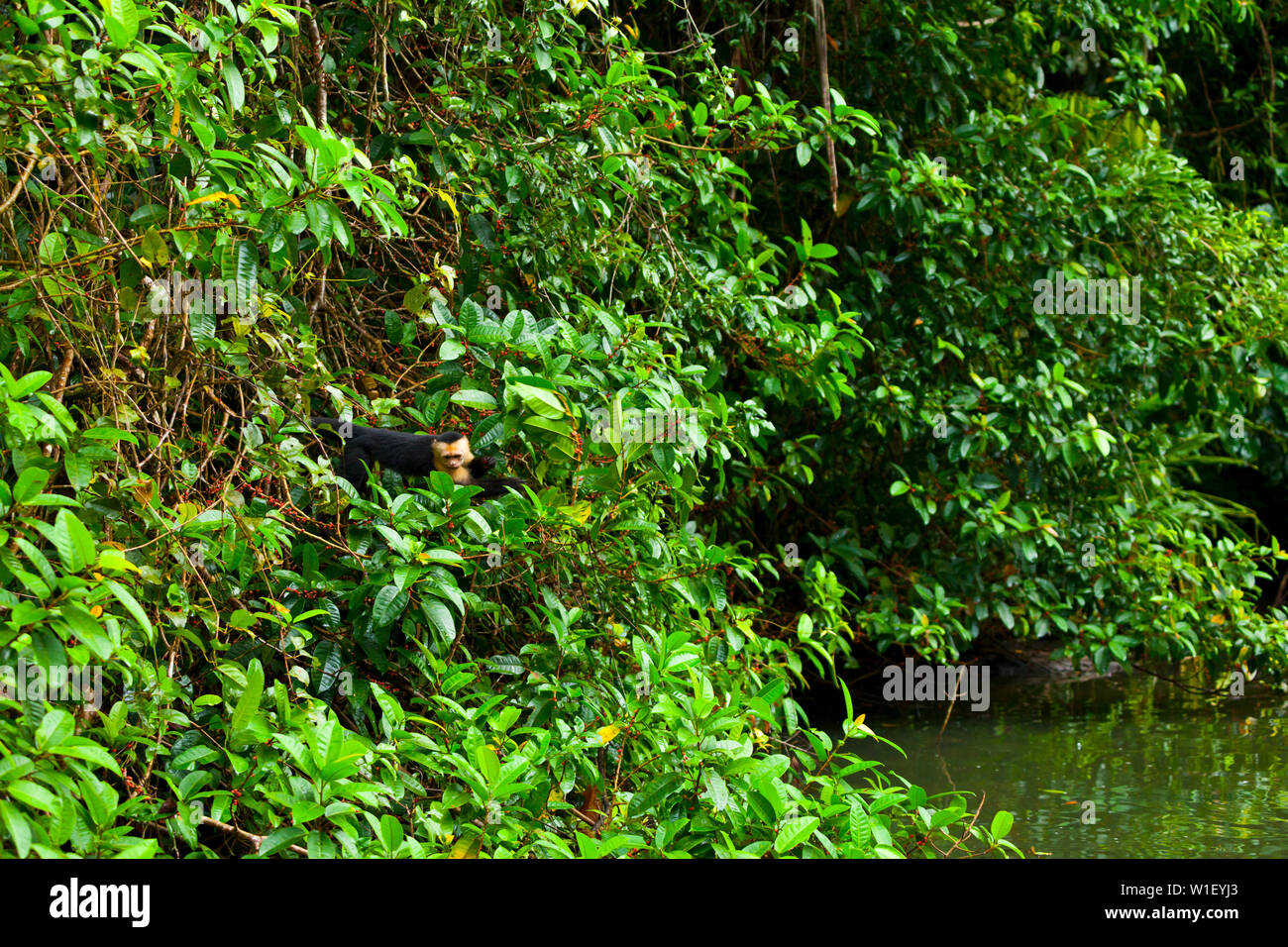 Testa bianca cappuccino - MONO CAPUCHINO CARIBLANCO (Cebus capucinus), il Parco Nazionale di Tortuguero, Costa Rica, America Centrale, America Foto Stock