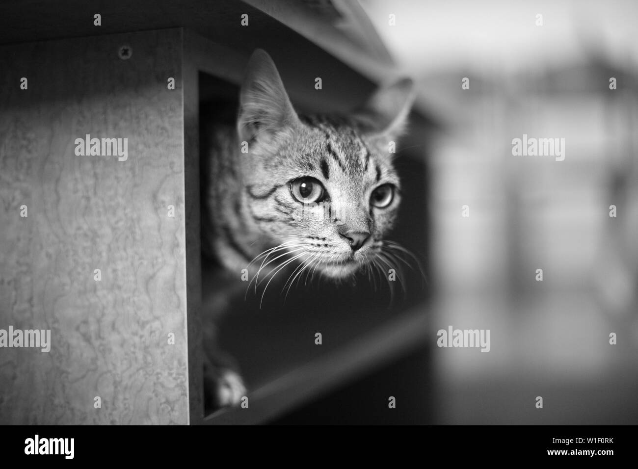 Un piccolo gatto sembra al di fuori di un cassetto di mobili. Foto Stock