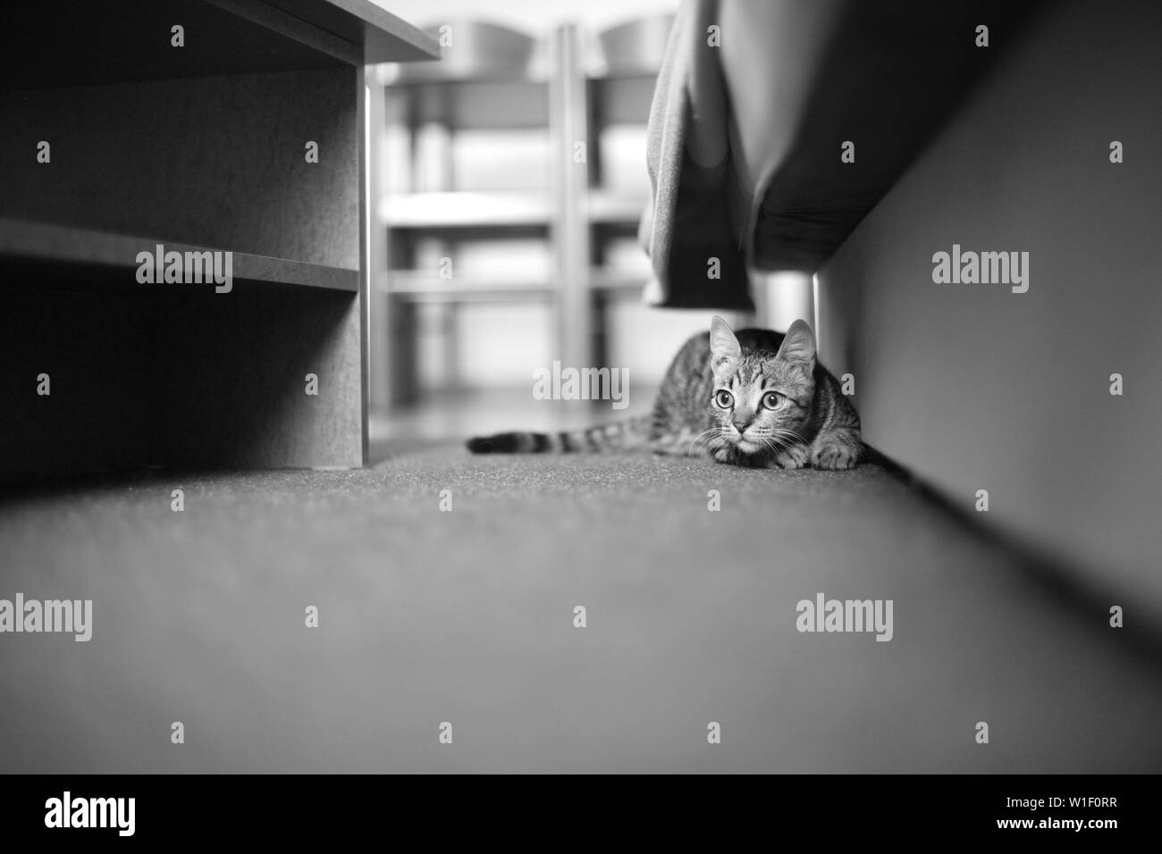 Una piccola tabby cat siede sotto un divano in camera. Foto Stock
