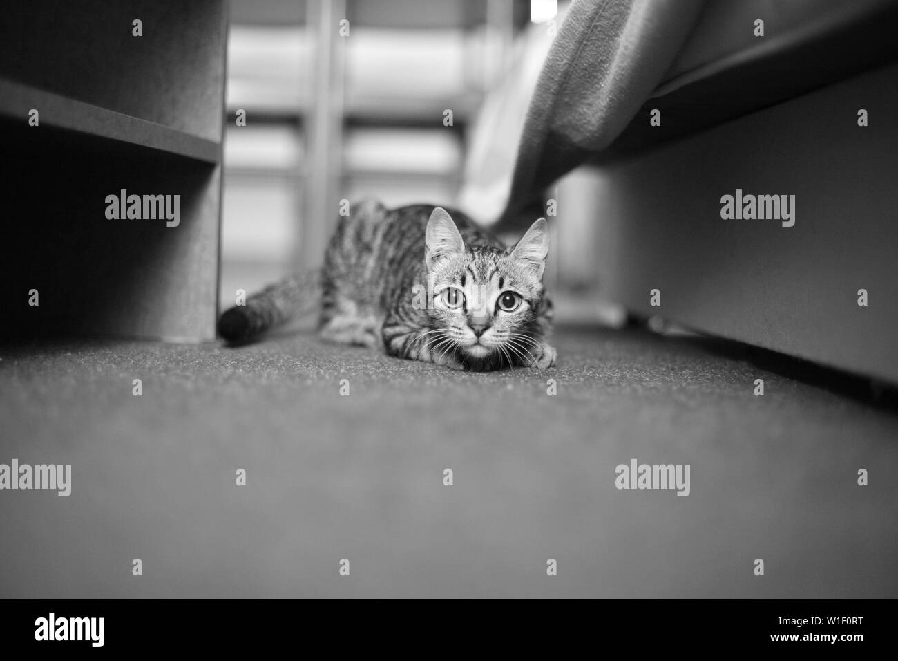 Una piccola tabby cat è seduto sul pavimento in camera. Foto Stock