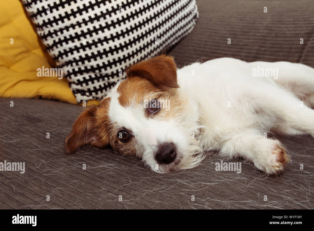 Un peloso jack russell cane durante spargimento o molt stagione dei capelli in appoggio sul divano mobili. Foto Stock