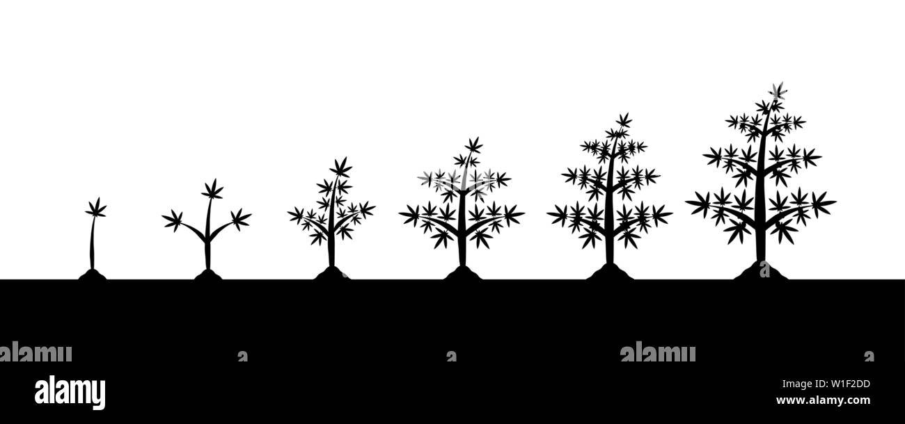 Pianta di Cannabis stadi di crescita silhouette su sfondo bianco. La piantagione di marijuana medica in massa Illustrazione Vettoriale