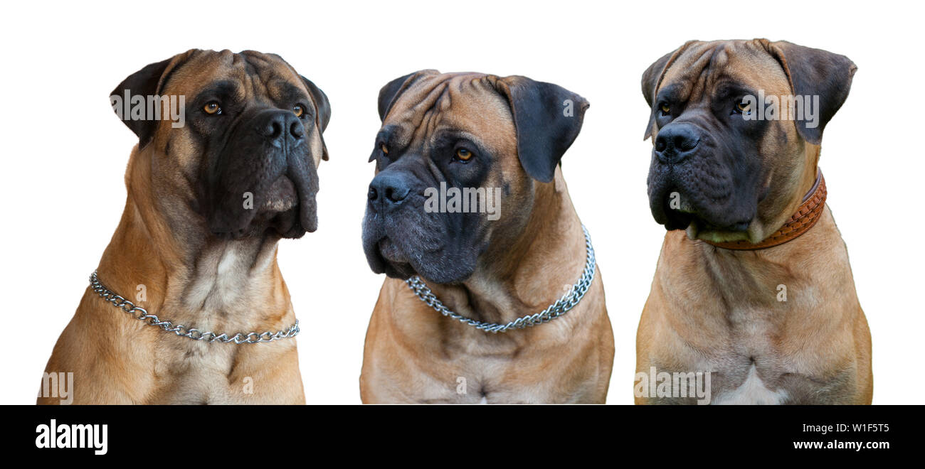 Una rara razza di cane - il Boerboel (South African Mastiff). Tre cani rosso con occhi color ambra su uno sfondo bianco, isolata, close-up. Foto Stock
