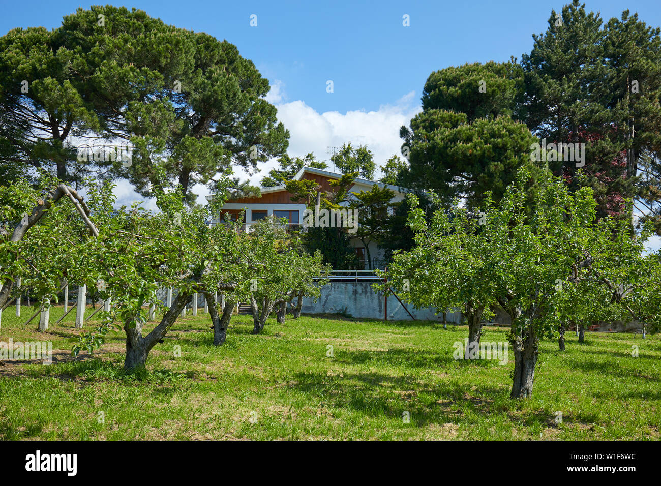 Villa, il giardino e il frutteto in una soleggiata giornata estiva, Italia Foto Stock