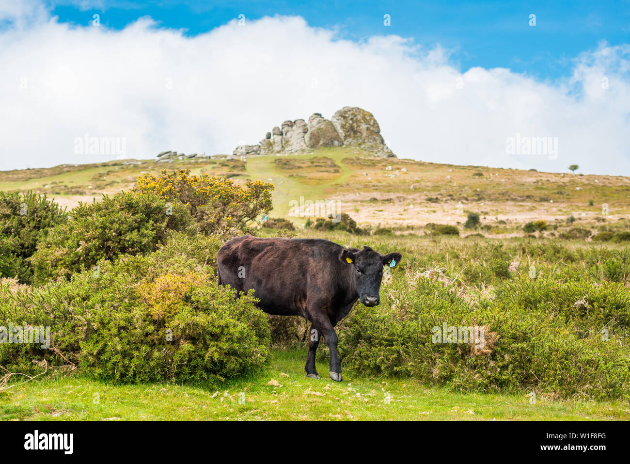 Dartmoor bovini nella parte anteriore del Haytor rock, Devon, West Country, Inghilterra, Regno Unito. Foto Stock