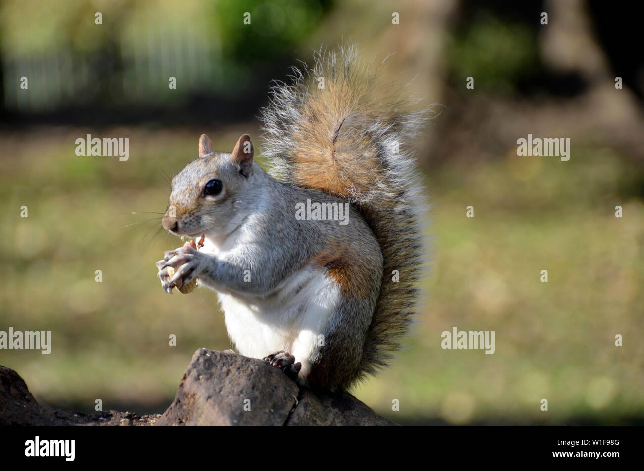 Alimentazione di scoiattoli a queens park in Brighton. Foto Stock