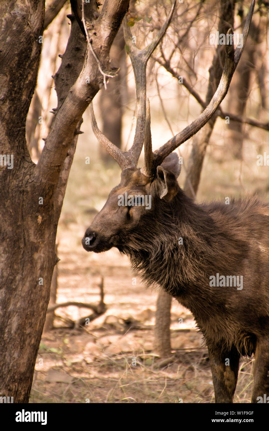 Struttura cervo animale natura del legno Foto Stock