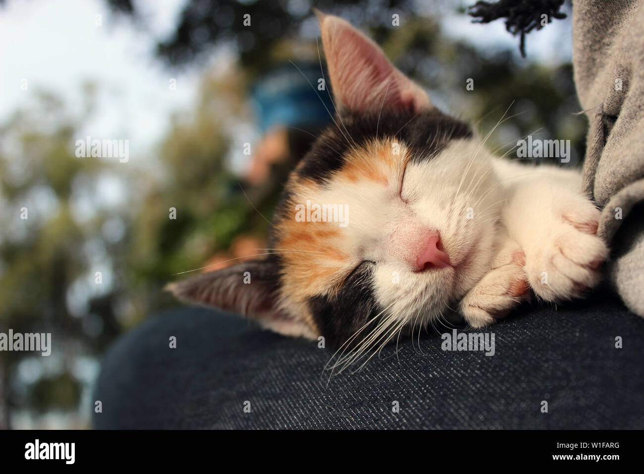 Un gatto domestico baby e il record delle loro reazioni. Essi sono le foto con la chiusura sul suo volto e la sua espressioni. Molto amore. Foto Stock