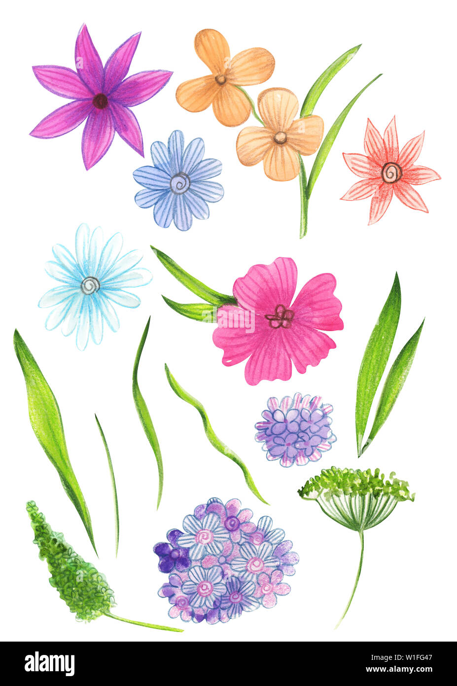 Illustrazione Del Disegno Ad Acquerello Set Colori Dei Fiori Selvatici Con Foglie Su Un Isolato Sfondo Bianco Foto Stock Alamy