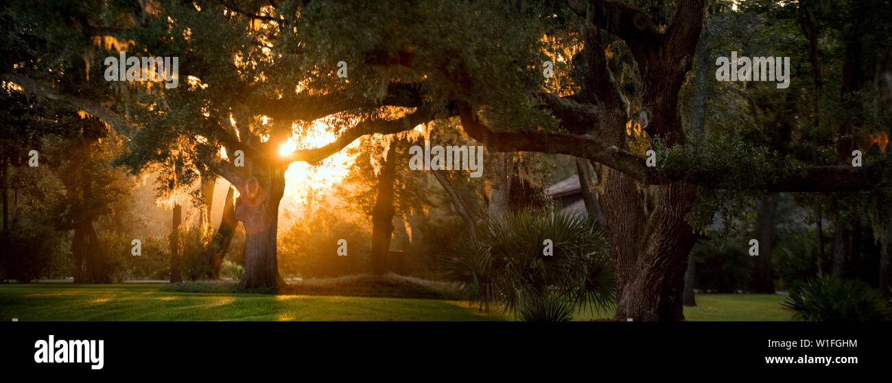 La luce del sole che splende attraverso gli alberi in un parco. Foto Stock
