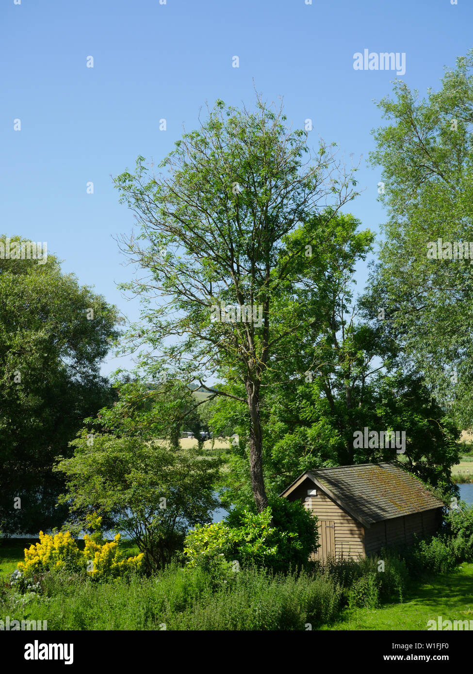 Il fiume Tamigi idillico paesaggio corre vicino al percorso di Ridgeway, Goring-on-Thames, Oxfordshire, Inghilterra, Regno Unito, GB. Foto Stock