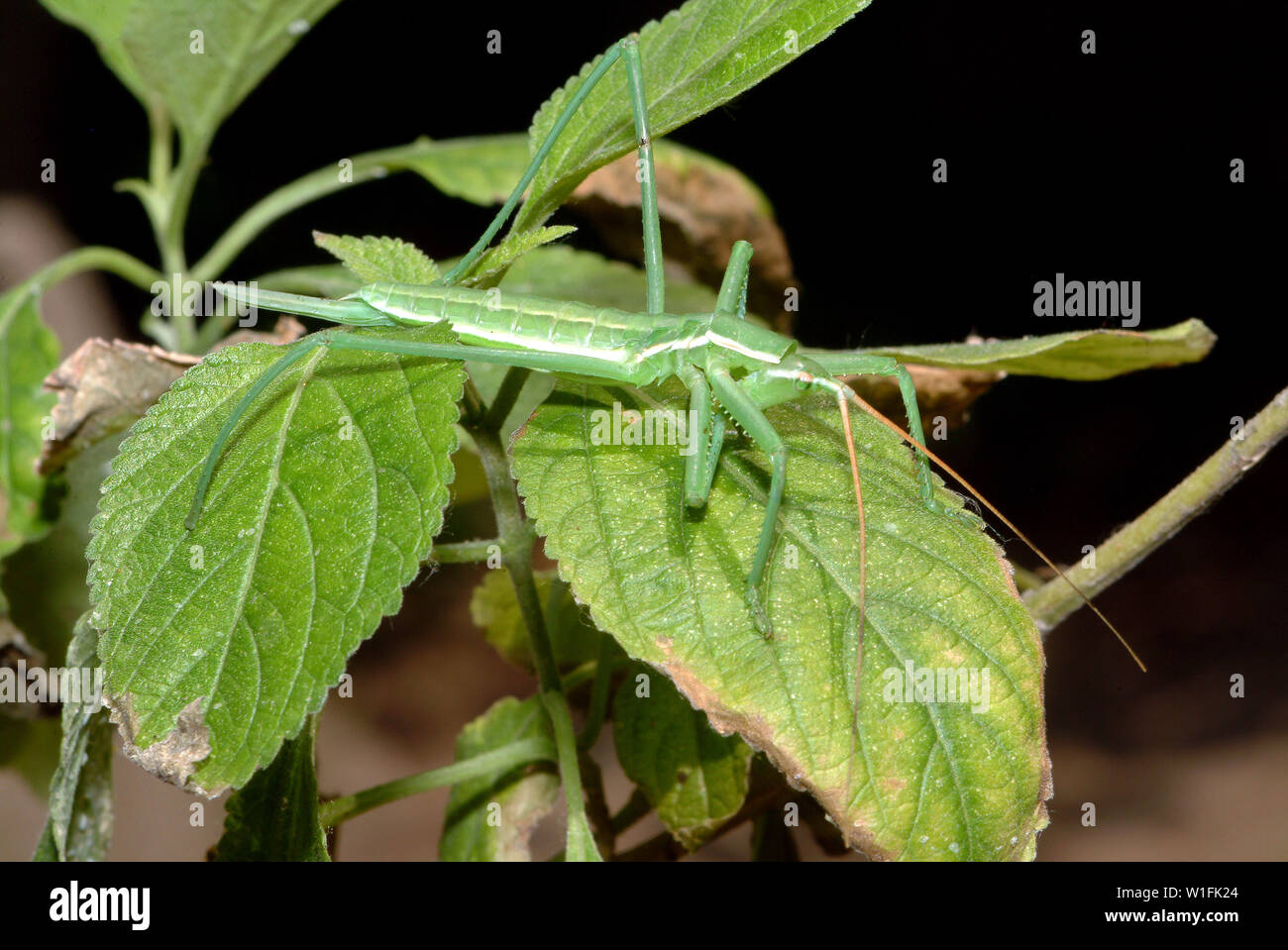 Saga, hellenica grasshopper, Heuschrecke Foto Stock
