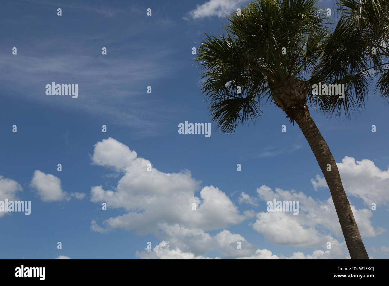 Le nuvole si scoppano attraverso il cielo della Florida sopra una palma solitaria al Parco Sandsprit di Port Salerno. Foto Stock