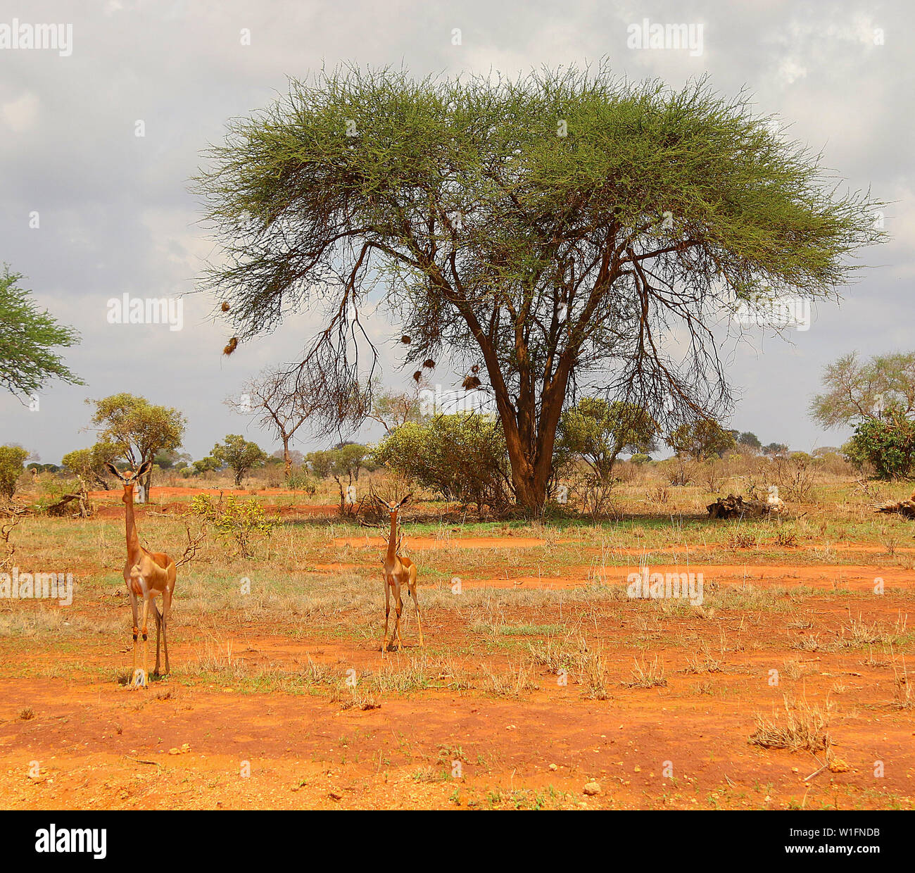 Gerenuk (Litocranius walleri), noto anche come il Waller la gazzella a parco nazionale orientale di Tsavo, Kenya, Africa Foto Stock