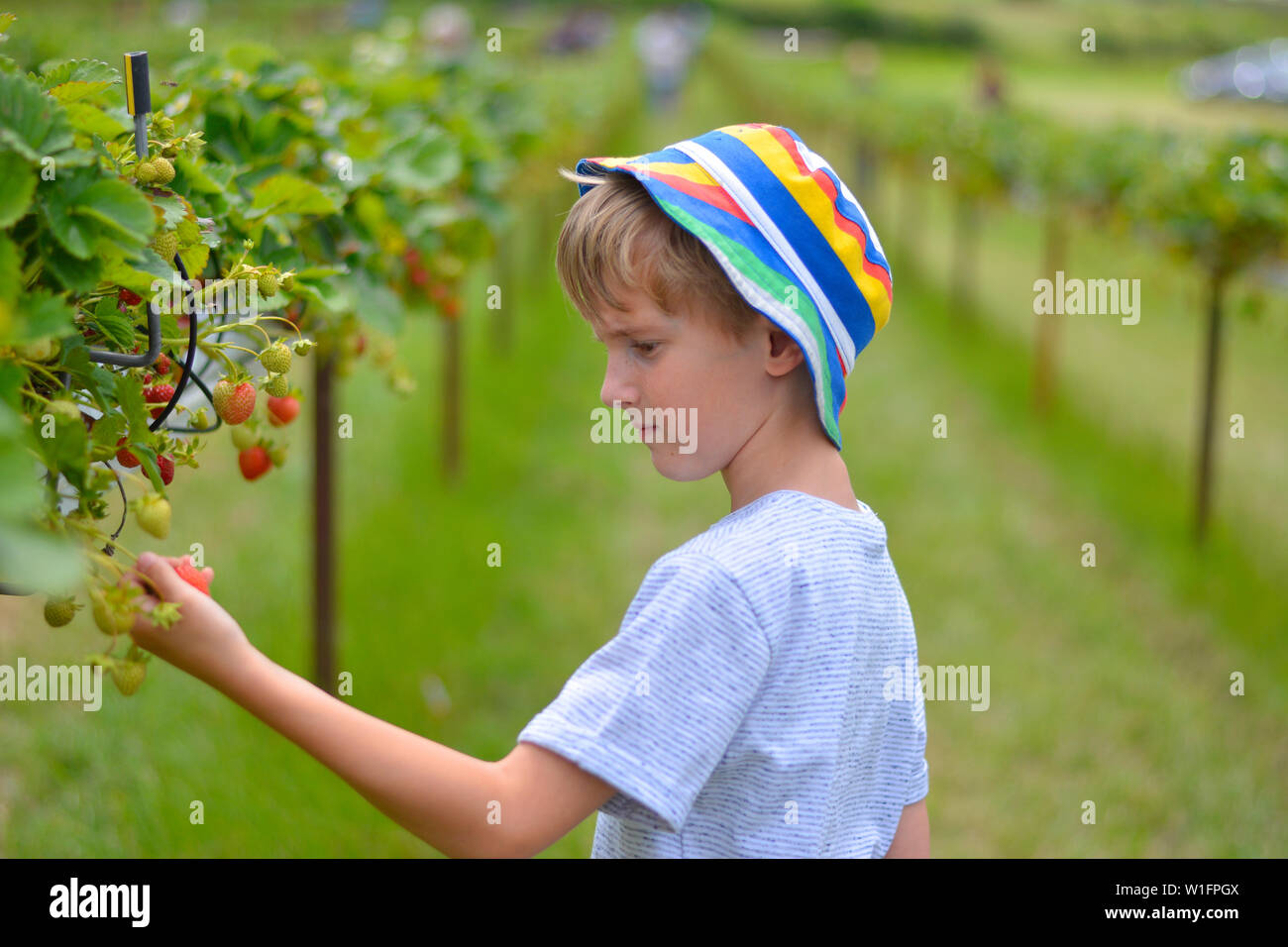 Bambino raccolta fragole scegli il tuo vicino a Harpole, Northamptonshire, Regno Unito Foto Stock
