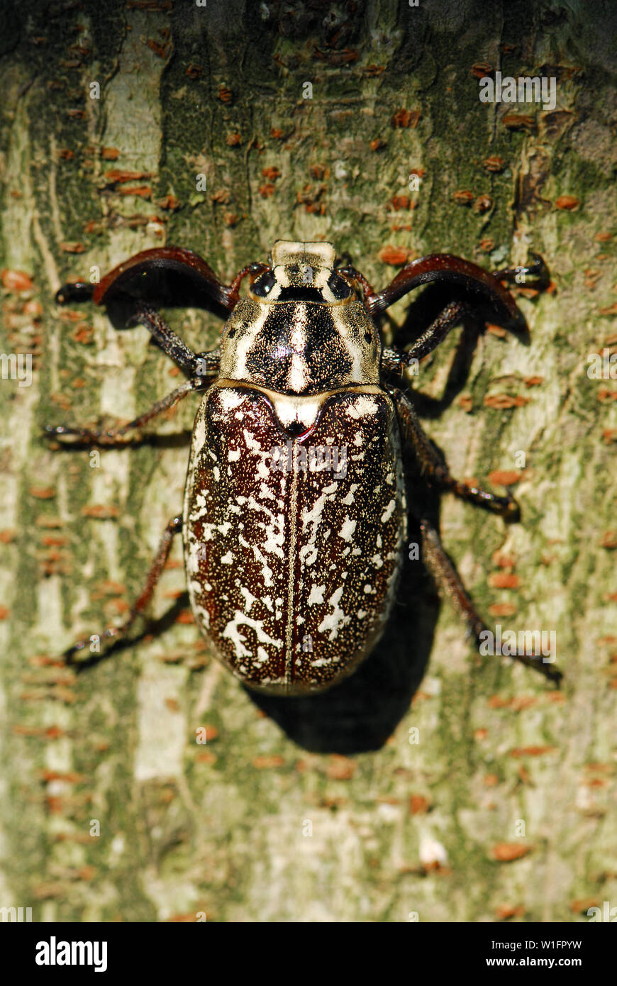 Polyphylla fullo, Walker, Türkischer Maikäfer Foto Stock