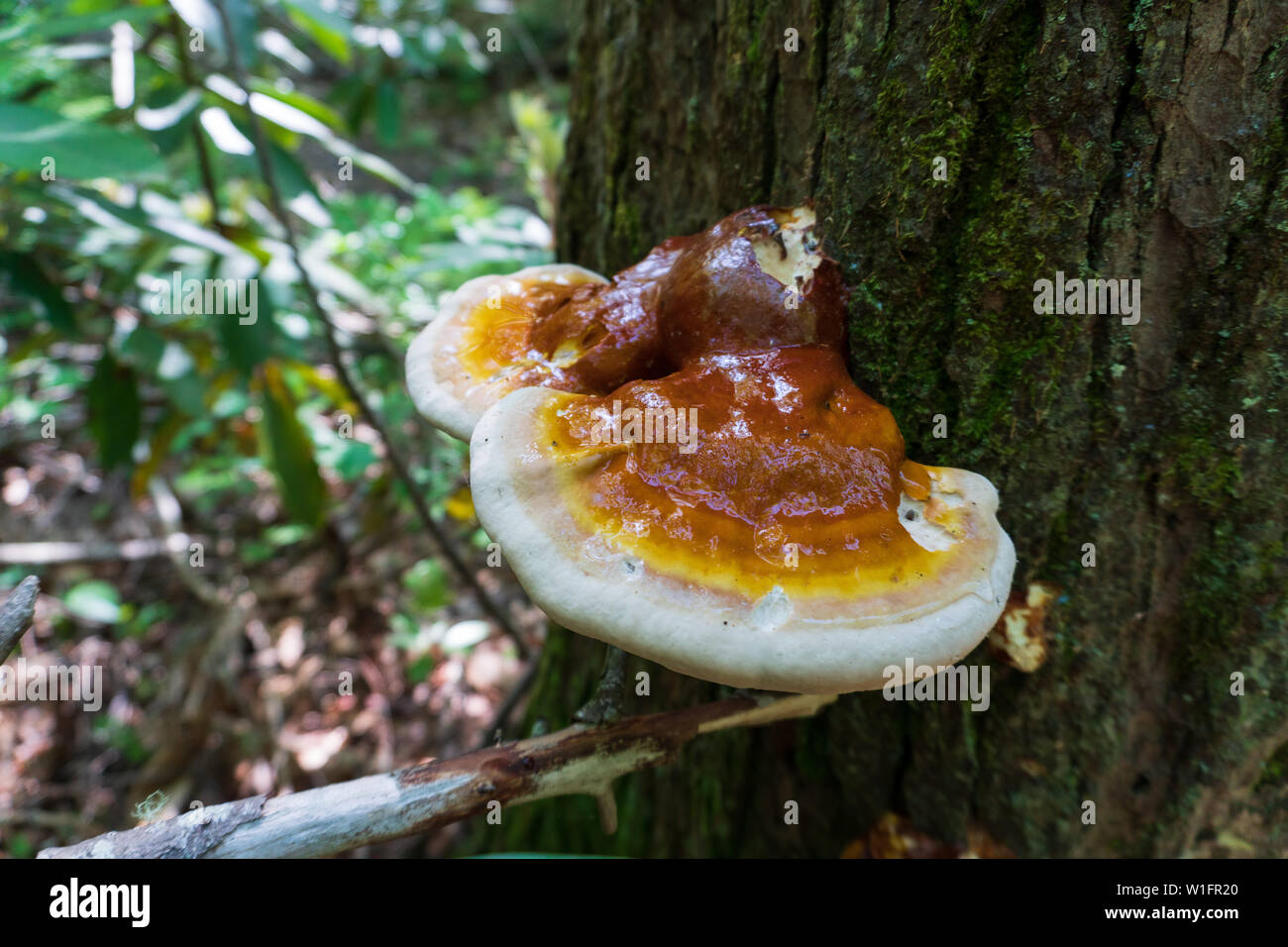 Fungo Reishi( Ganoderma tsugae) che cresce su un albero di hemlock in Asheville NC. Questo fungo medicinale è apprezzata in erboristeria per il suo bilanciamento del sistema immunitario Foto Stock