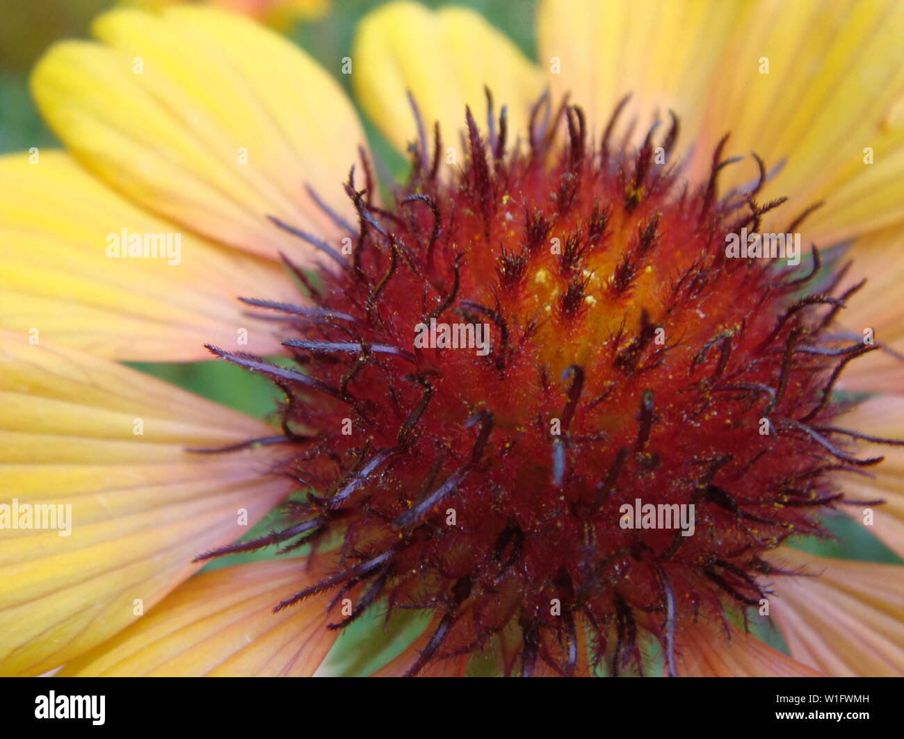 Un colorato arancione e rosso Rudbeckia fiori nel giardino estivo Foto Stock