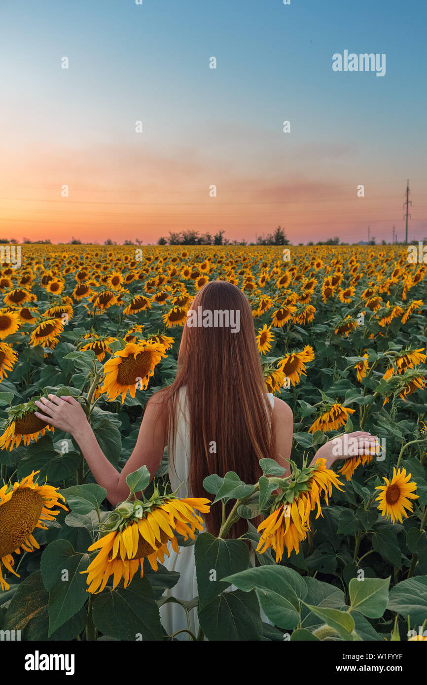 Ragazza europea con capelli castani che soggiornano presso il campo di girasoli luminosi sul Cielo di tramonto sfondo, vestito in abito bianco. Luminosa estate Girasoli Foto Stock