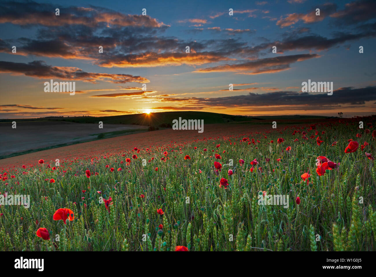 Un campo di papaveri - Papaver rhoeas durante il tramonto sul South Downs National Park, East Sussex, England, Regno Unito, GB. Foto Stock