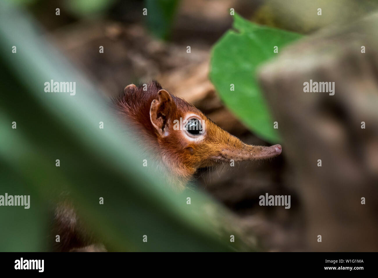 Nero e rufous elephant megera / nero e rufous sengi / Zanj elephant Megera (Rhynchocyon petersi) jumping megera nativa per il Kenia e la Tanzania Foto Stock