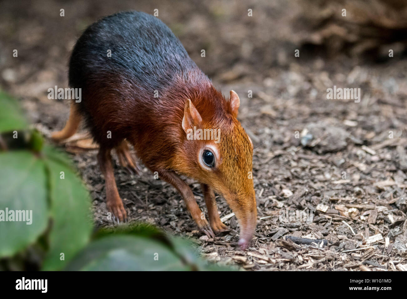 Nero e rufous elephant megera / nero e rufous sengi (Rhynchocyon petersi) cercando di insetti nel terreno con il naso lungo / proboscide Foto Stock