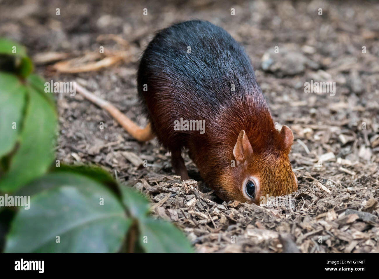 Nero e rufous elephant megera / nero e rufous sengi (Rhynchocyon petersi) cercando di insetti nel terreno con il naso lungo / proboscide Foto Stock