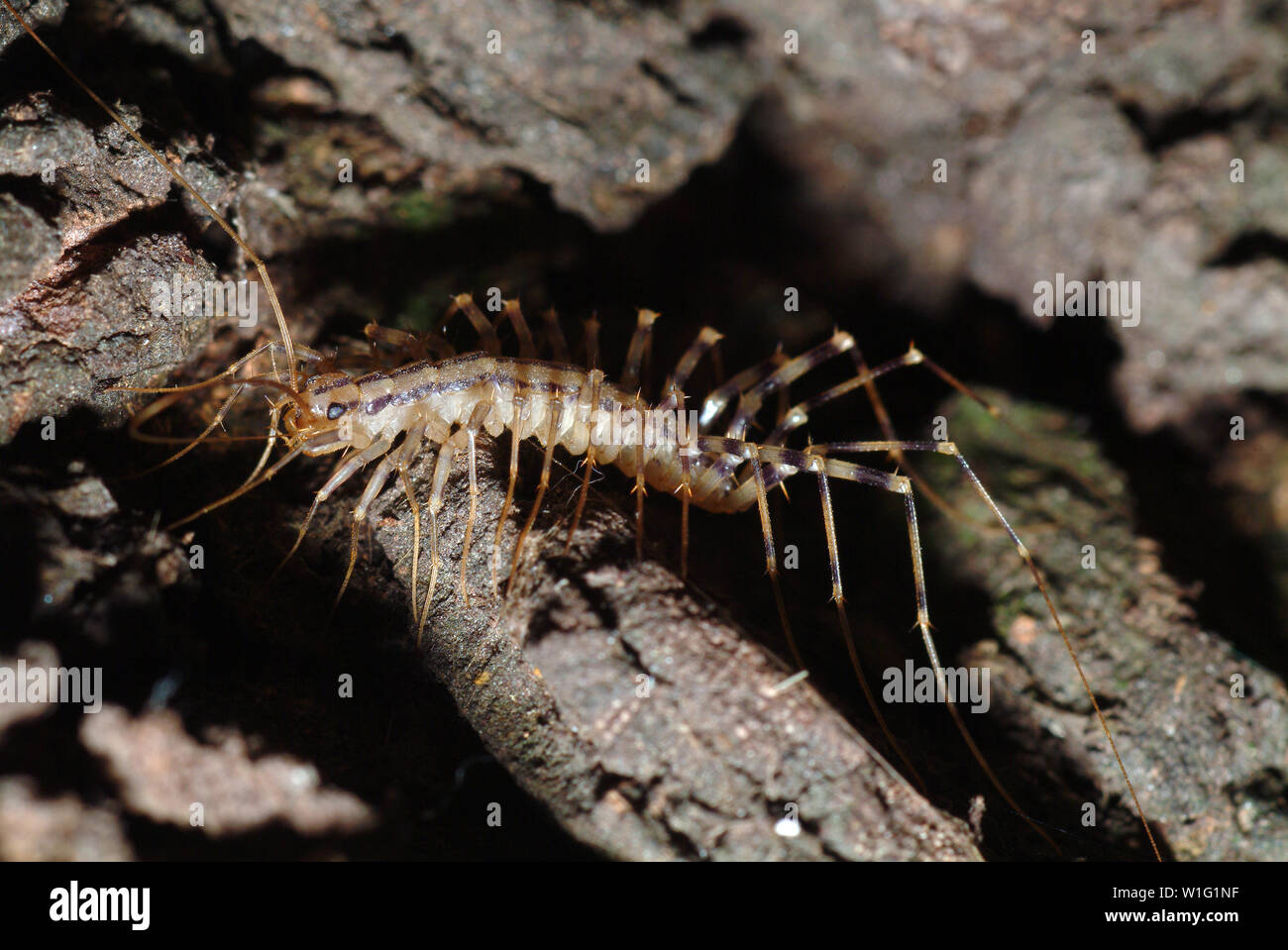 House centipede, La scutigera, Spinnenläufer Foto Stock