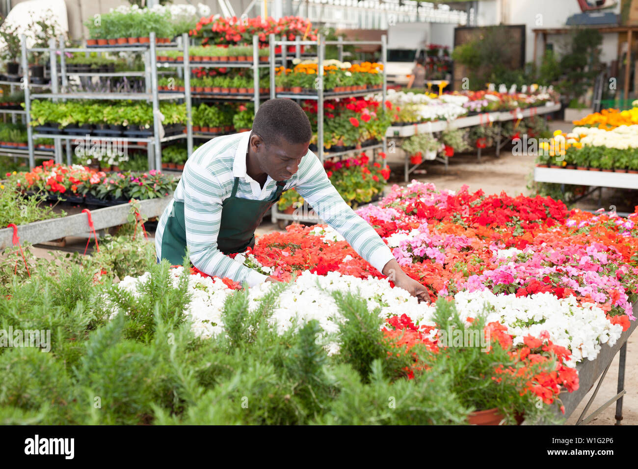 Focalizzato African American fioraio esaminando begonia piante mentre giardinaggio in serra Foto Stock