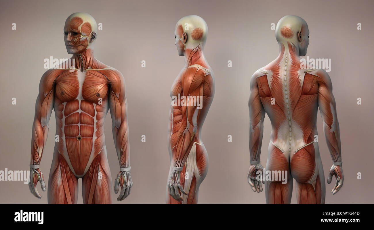 Anatomia del muscolo Foto Stock