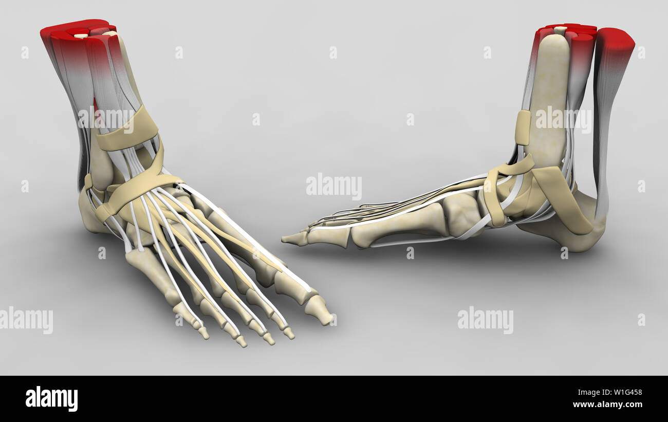Tendini e ossa dell'anatomia del piede Foto Stock