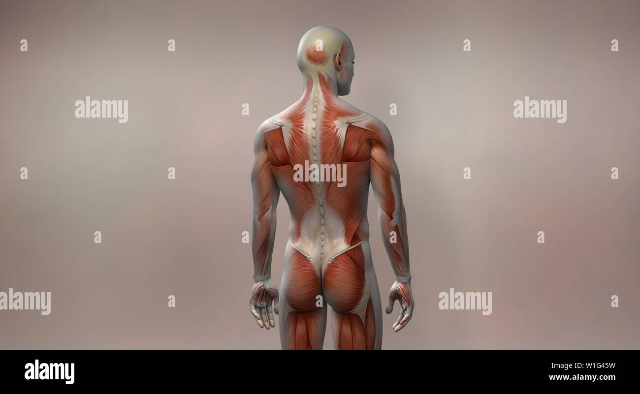 Anatomia del muscolo Foto Stock
