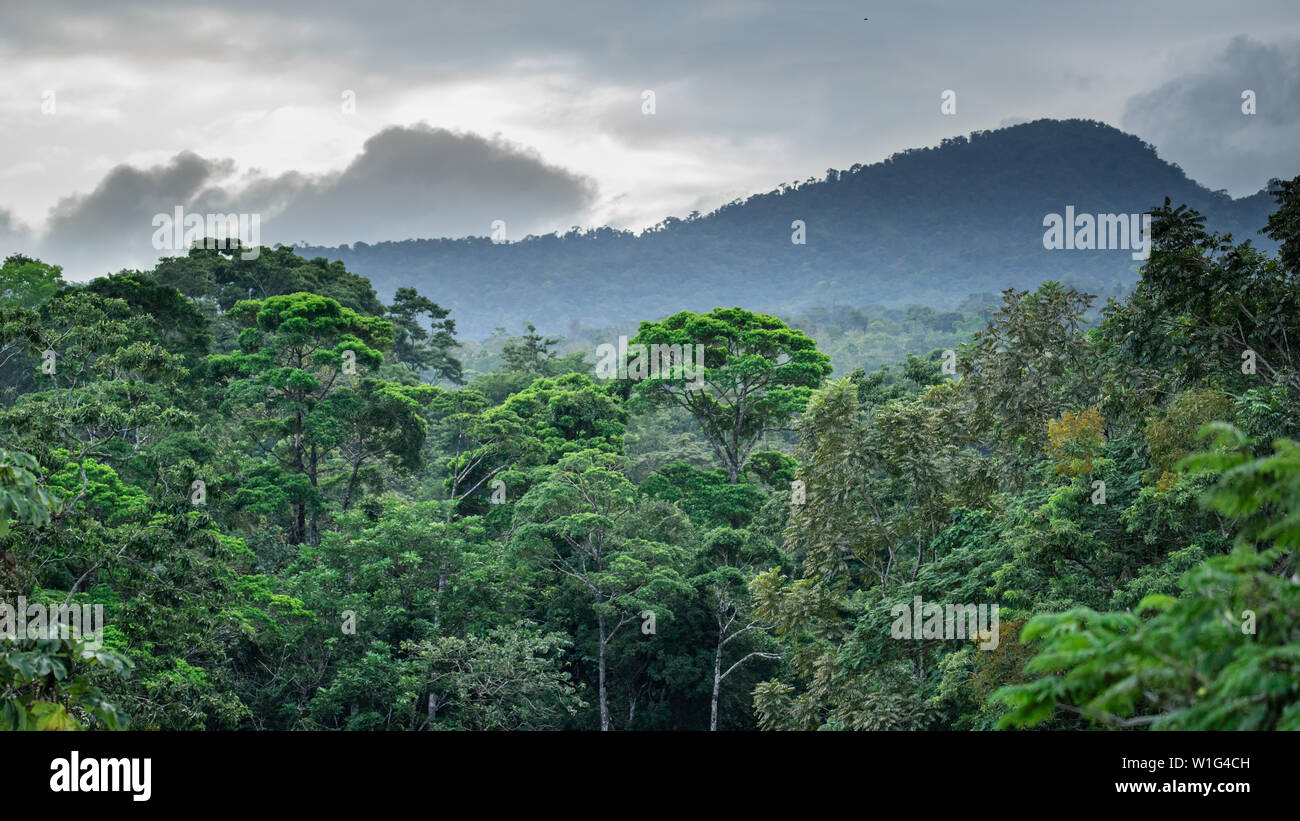 Per i bambini della foresta pluviale eterna in Costa Rica Foto Stock