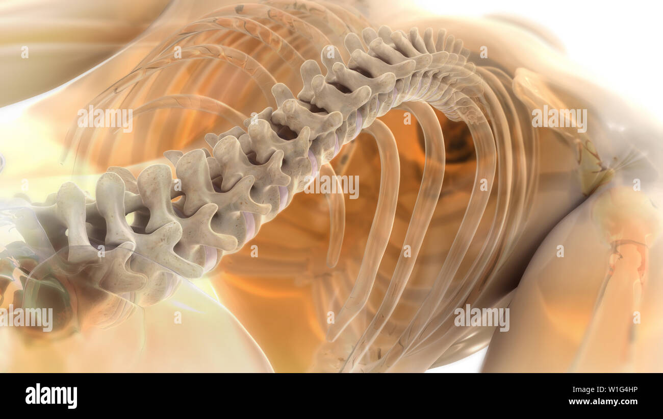 Spina dorsale 3D illustrazione Foto Stock