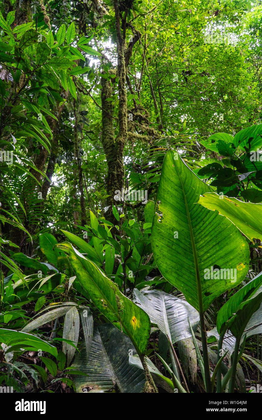 Per i bambini della foresta pluviale eterna in Costa Rica Foto Stock