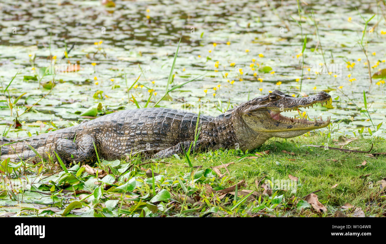 Caimano dagli occhiali (Caiman crocodilus) crogiolarsi sulla spiaggia di una laguna con la bocca aperta in Maquenque, Costa Rica Foto Stock