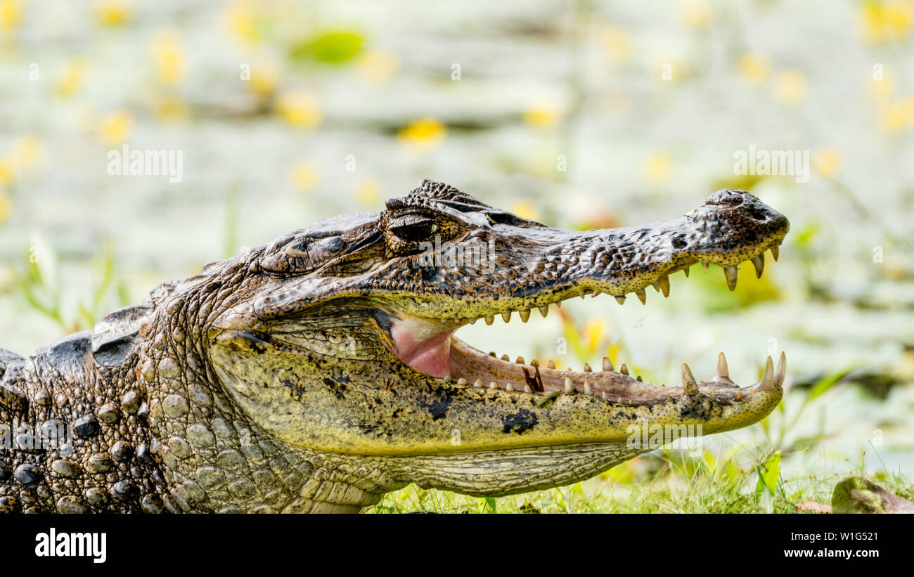 Caimano dagli occhiali (Caiman crocodilus) crogiolarsi sulla spiaggia di una laguna con la bocca aperta in Maquenque, Costa Rica Foto Stock