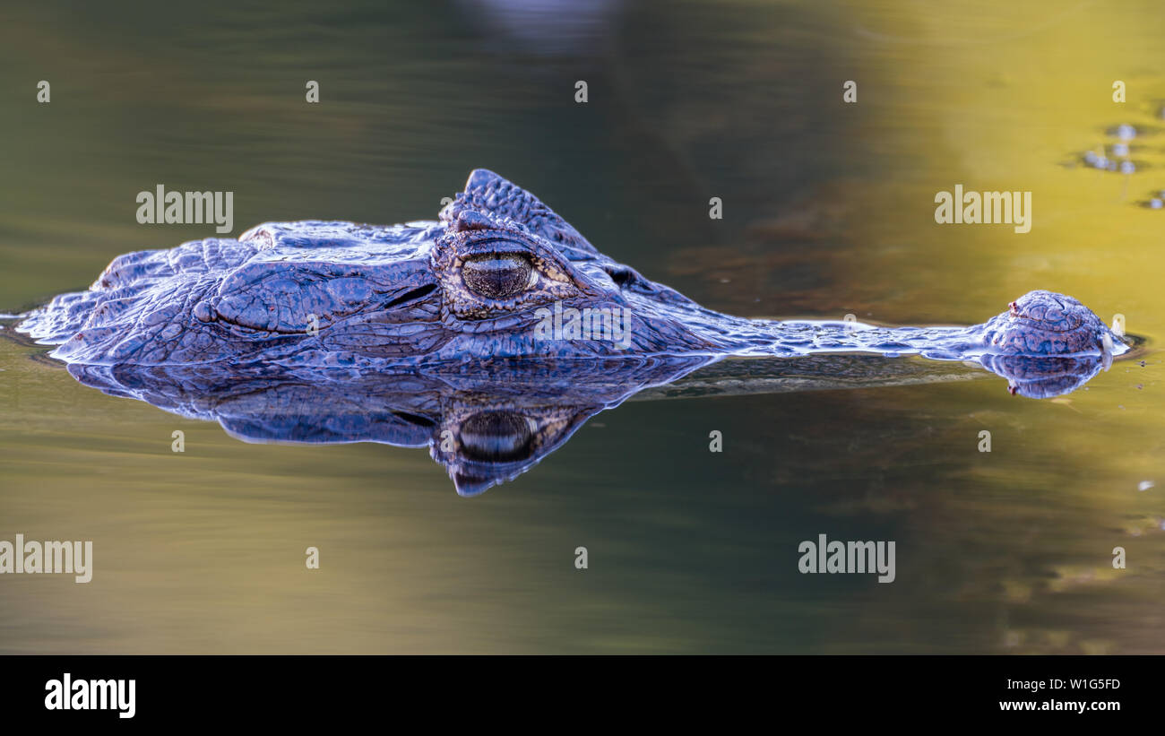 Caimano dagli occhiali (Caiman crocodilus) riflessione in acqua in Maquenque, Costa Rica Foto Stock