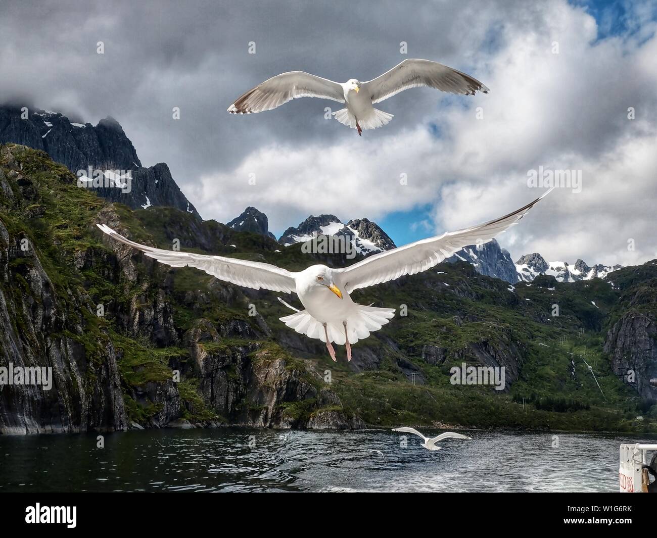 Luglio 2, 2019, Norvegia: Gabbiani volare a distanza ravvicinata e per un tour in barca nelle acque tra Svolvaer e Trollfjord delle isole Lofoten in Norvegia. (Credito Immagine: © Sachelle Babbar/ZUMA filo) Foto Stock