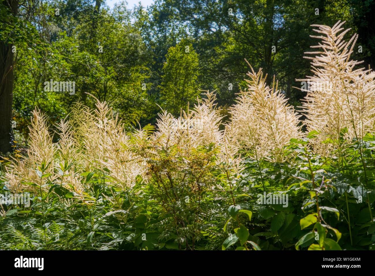 Beth Chatto giardino, Elmstead, Colchester, Suffolk, Regno Unito Foto Stock
